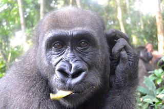 Hahn Nat Comms Gorilla Kinguema Feb 14